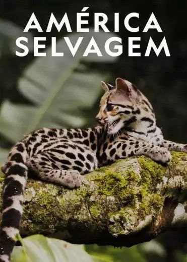 【纪录片】野性美洲 (2020) 1080P 全集 中字外挂字幕