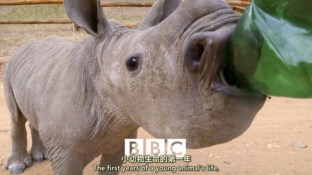 了不起的动物遗孤